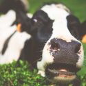 Stubborn Cow
